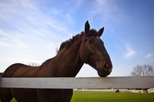 horse-at-fence-1344364